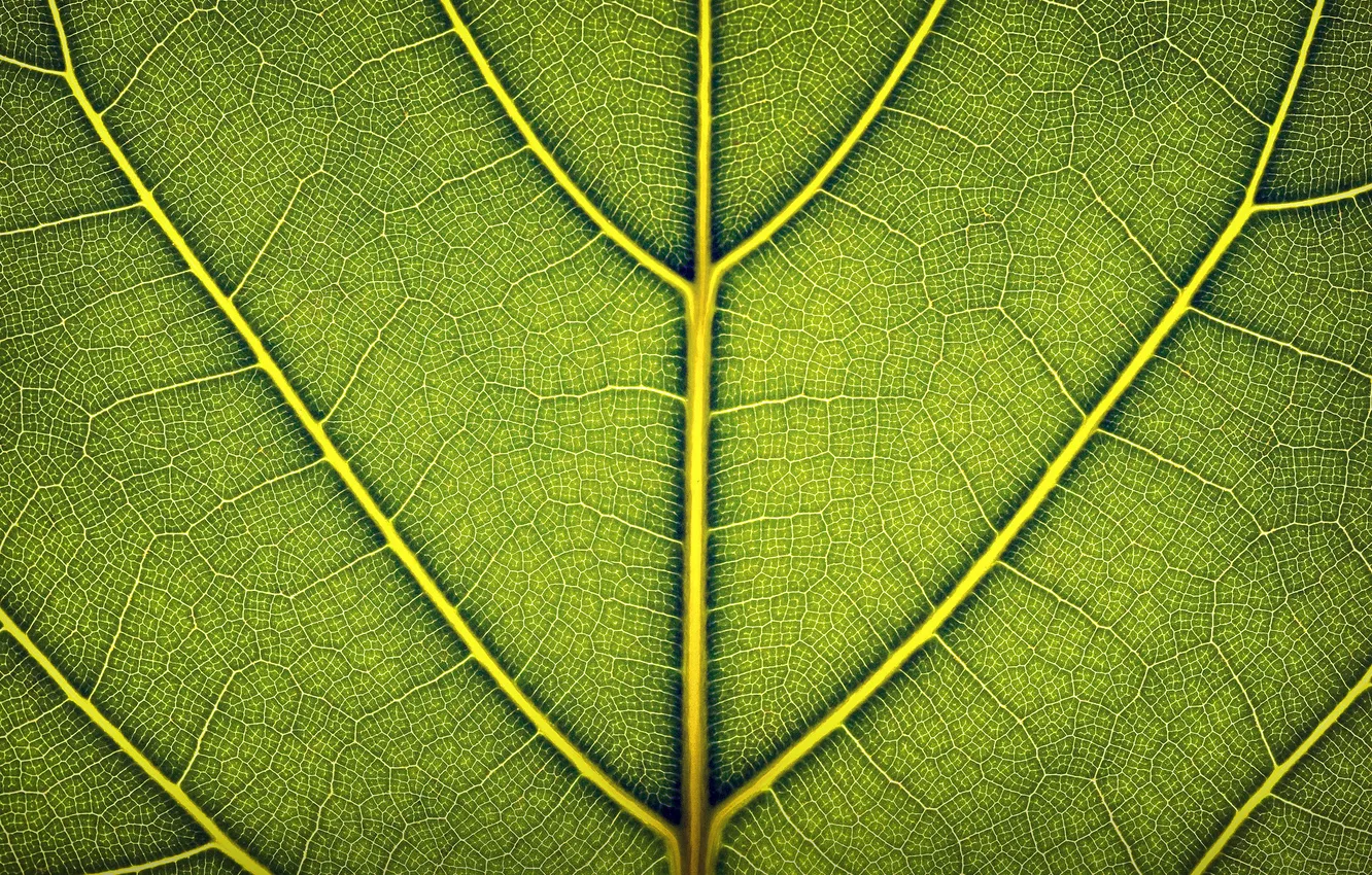 Photo wallpaper leaves, macro, photo, Wallpaper, leaf