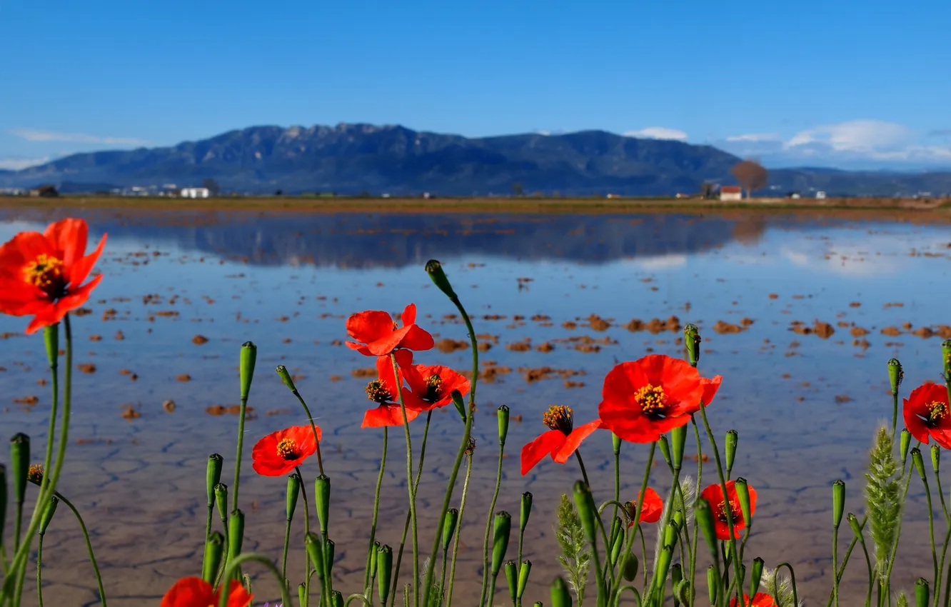 Photo wallpaper the sky, flowers, mountains, lake, Maki
