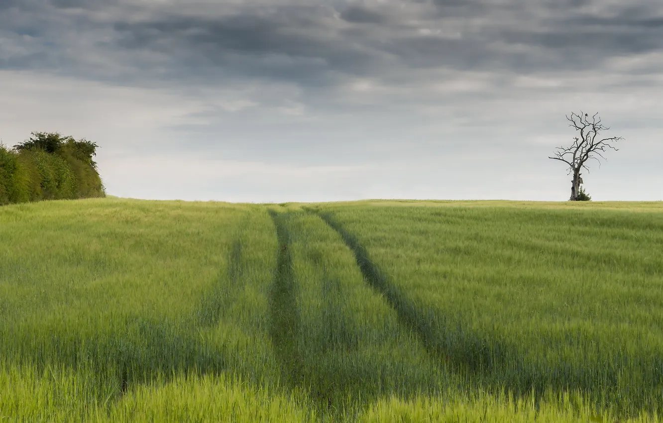 Photo wallpaper field, trees, landscape