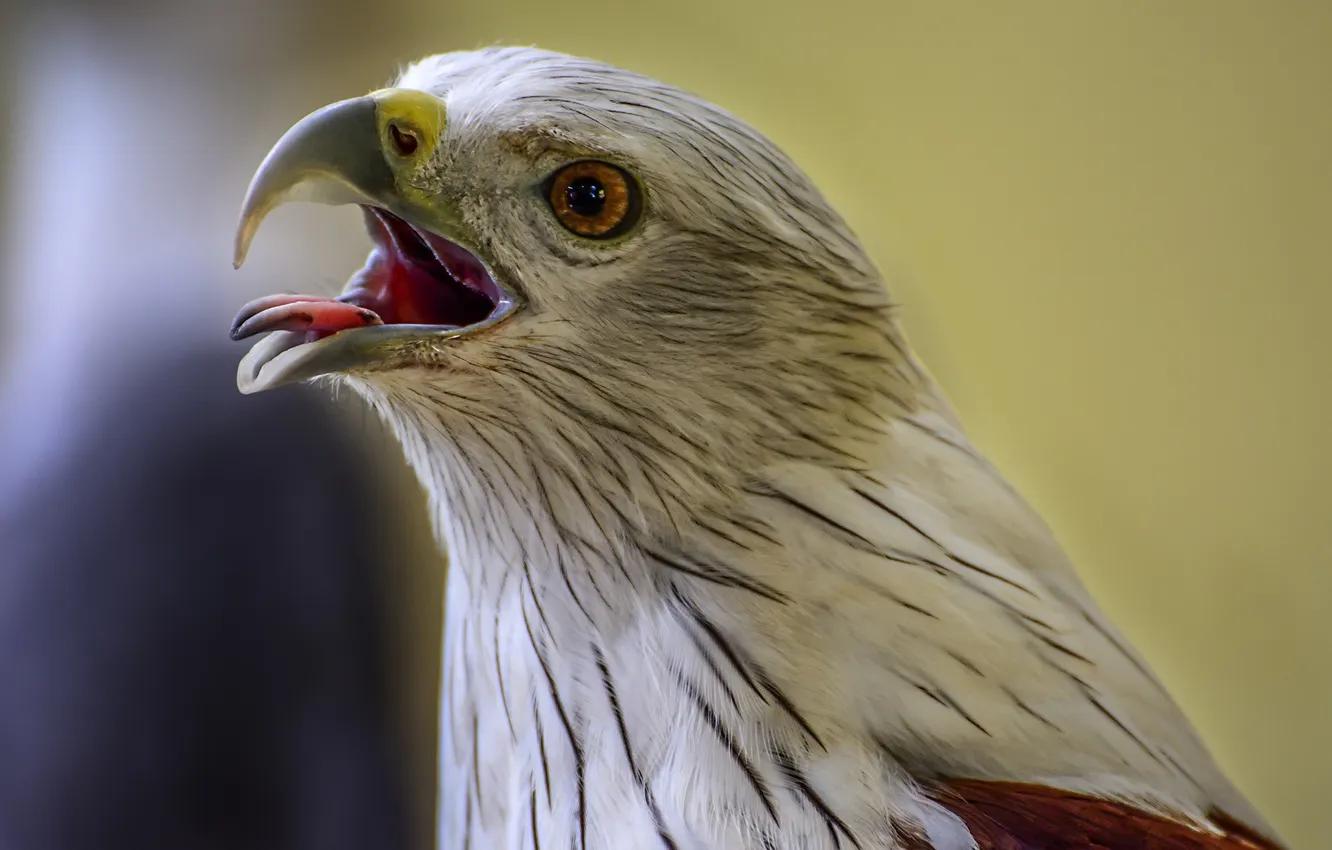 Photo wallpaper bird, feathers, beak