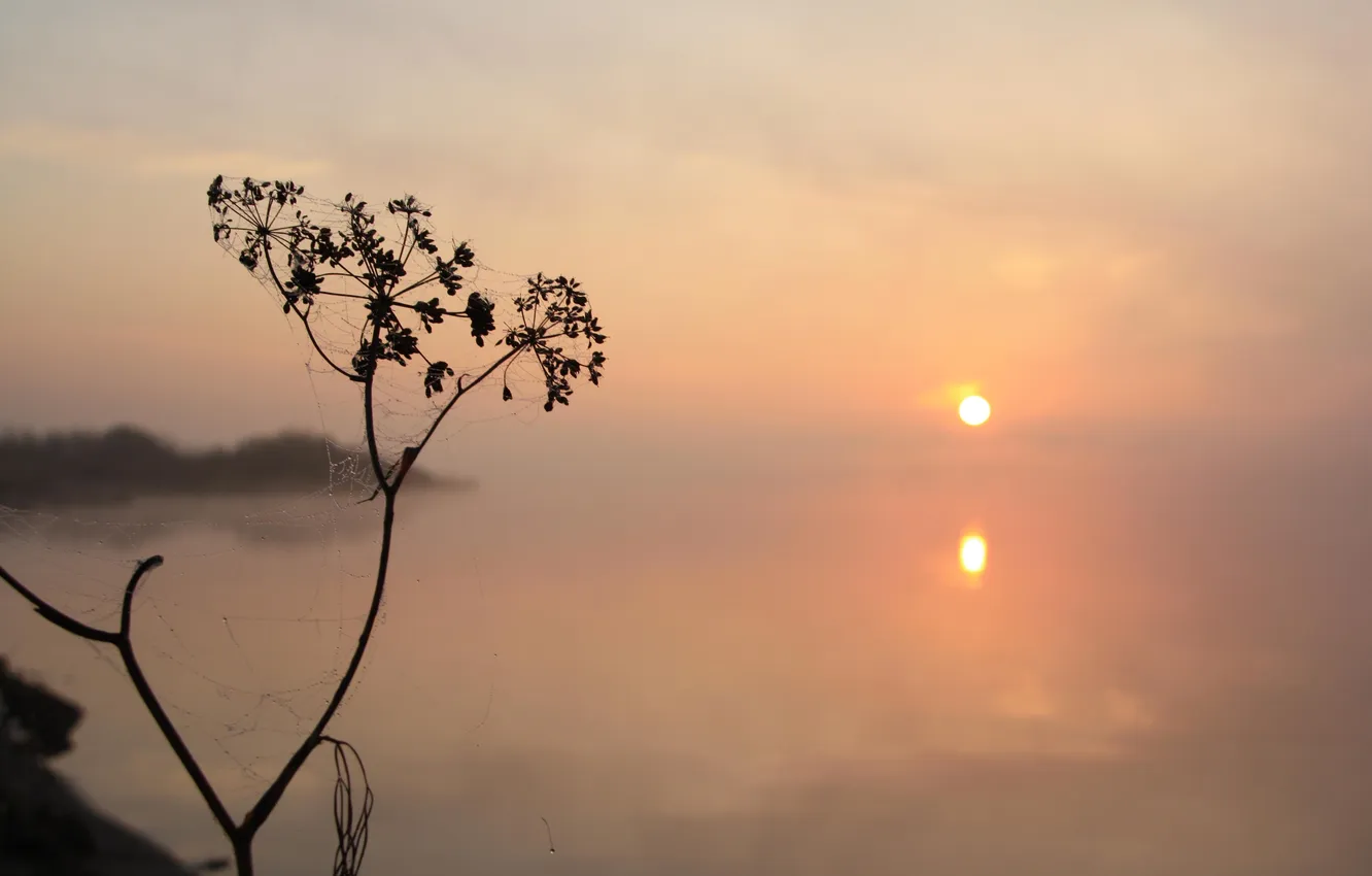 Photo wallpaper water, the sun, fog, reflection, plant, morning, gossamer