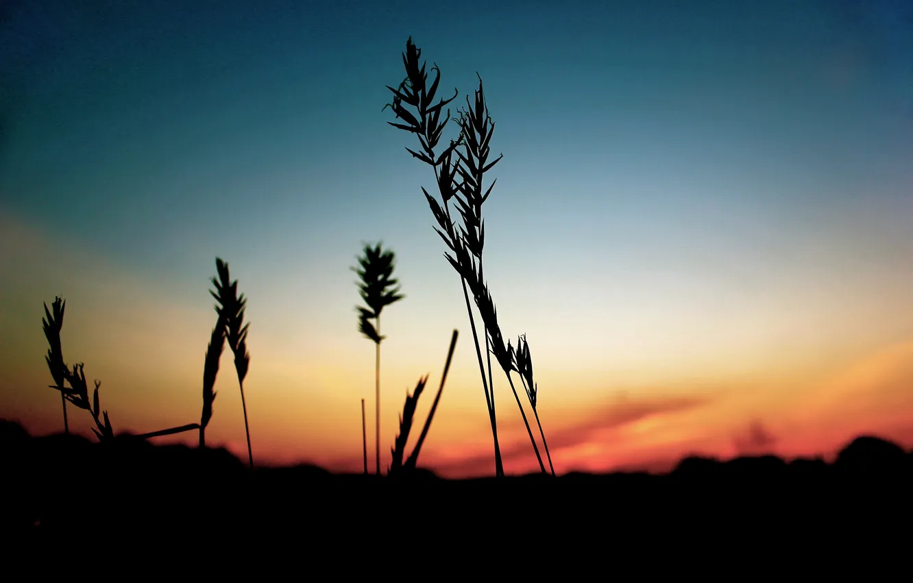 Photo wallpaper the sky, the evening, stem, silhouette