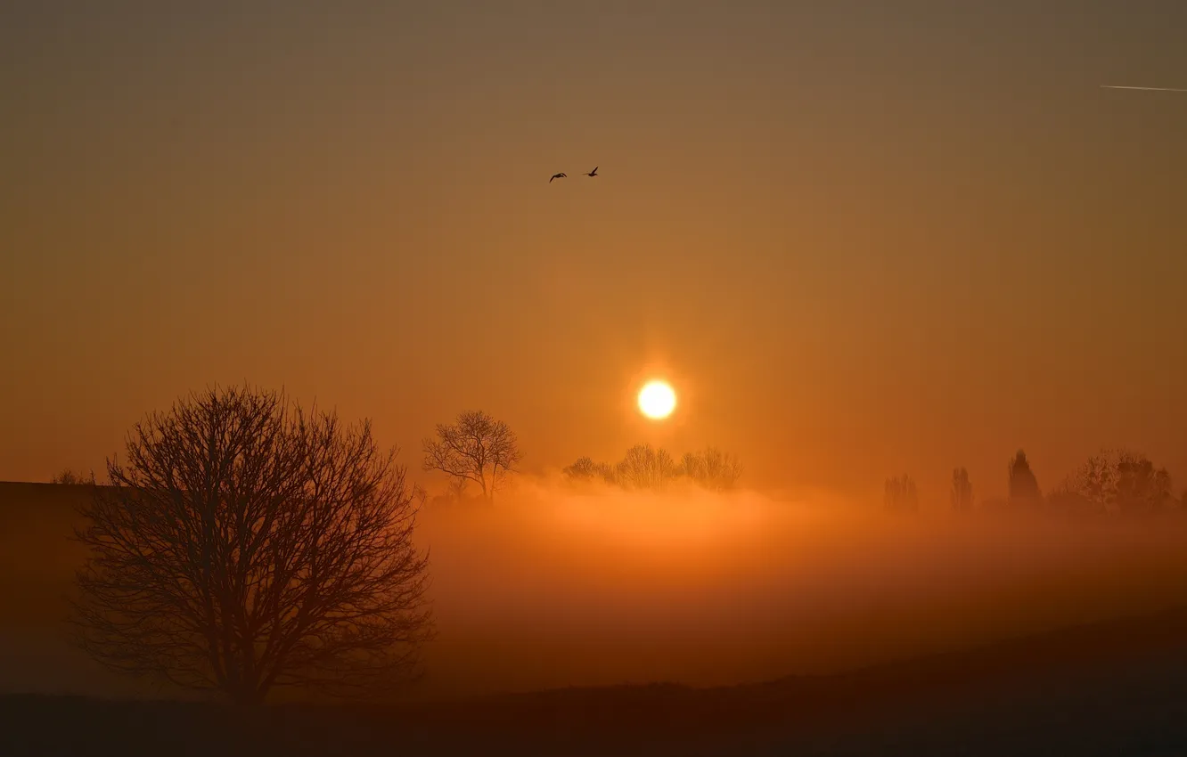 Photo wallpaper sunset, nature, fog