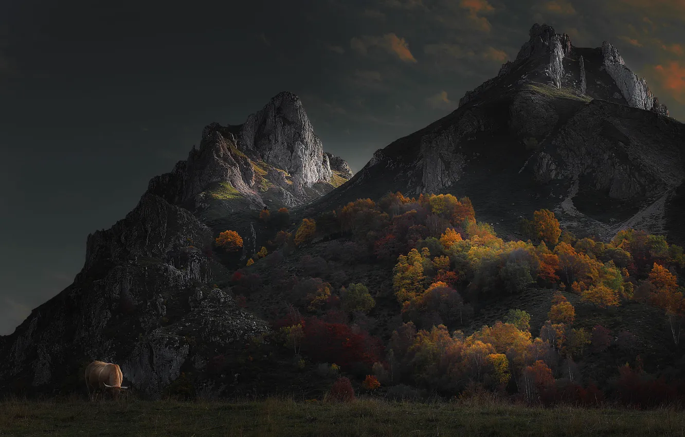 Photo wallpaper autumn, forest, clouds, trees, mountains, cow, bull