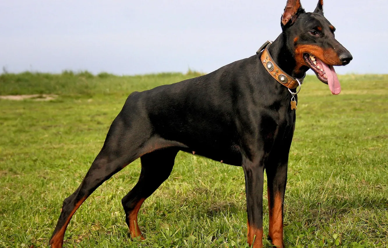 Photo wallpaper field, language, grass, collar, dog, doberman