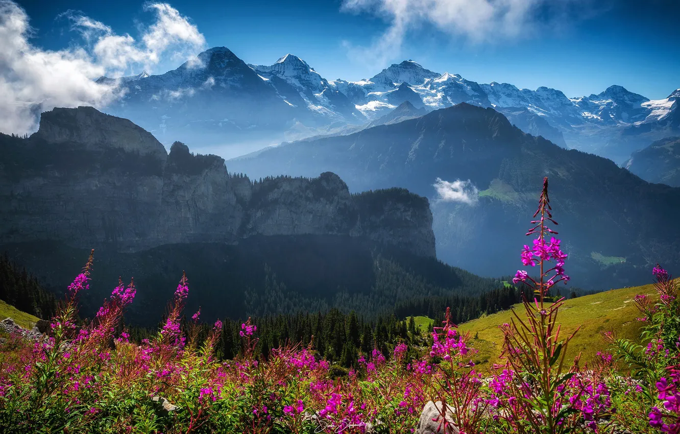Photo wallpaper forest, clouds, flowers, mountains, fog, blue, height, slope