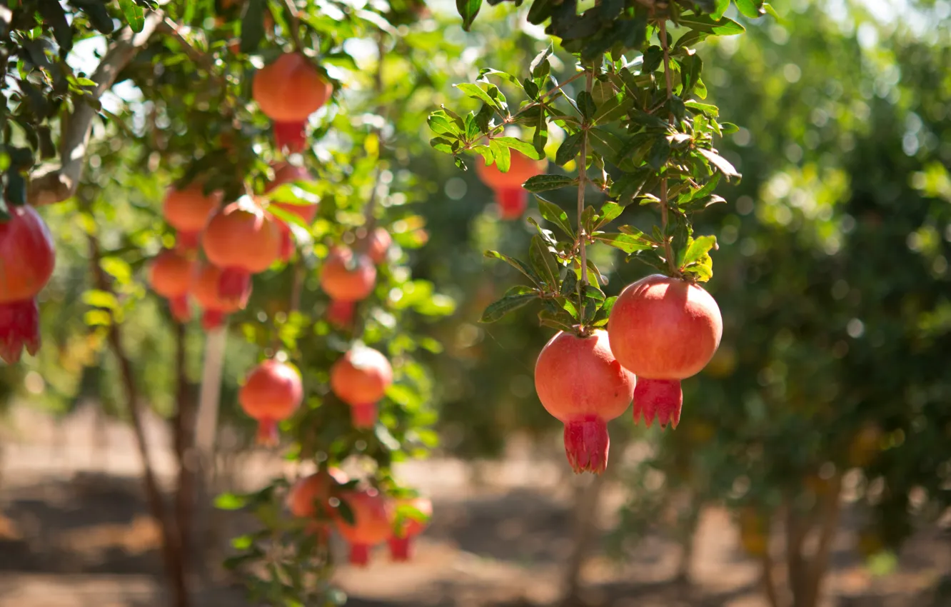 Photo wallpaper summer, leaves, light, branches, red, garden, harvest, fruit