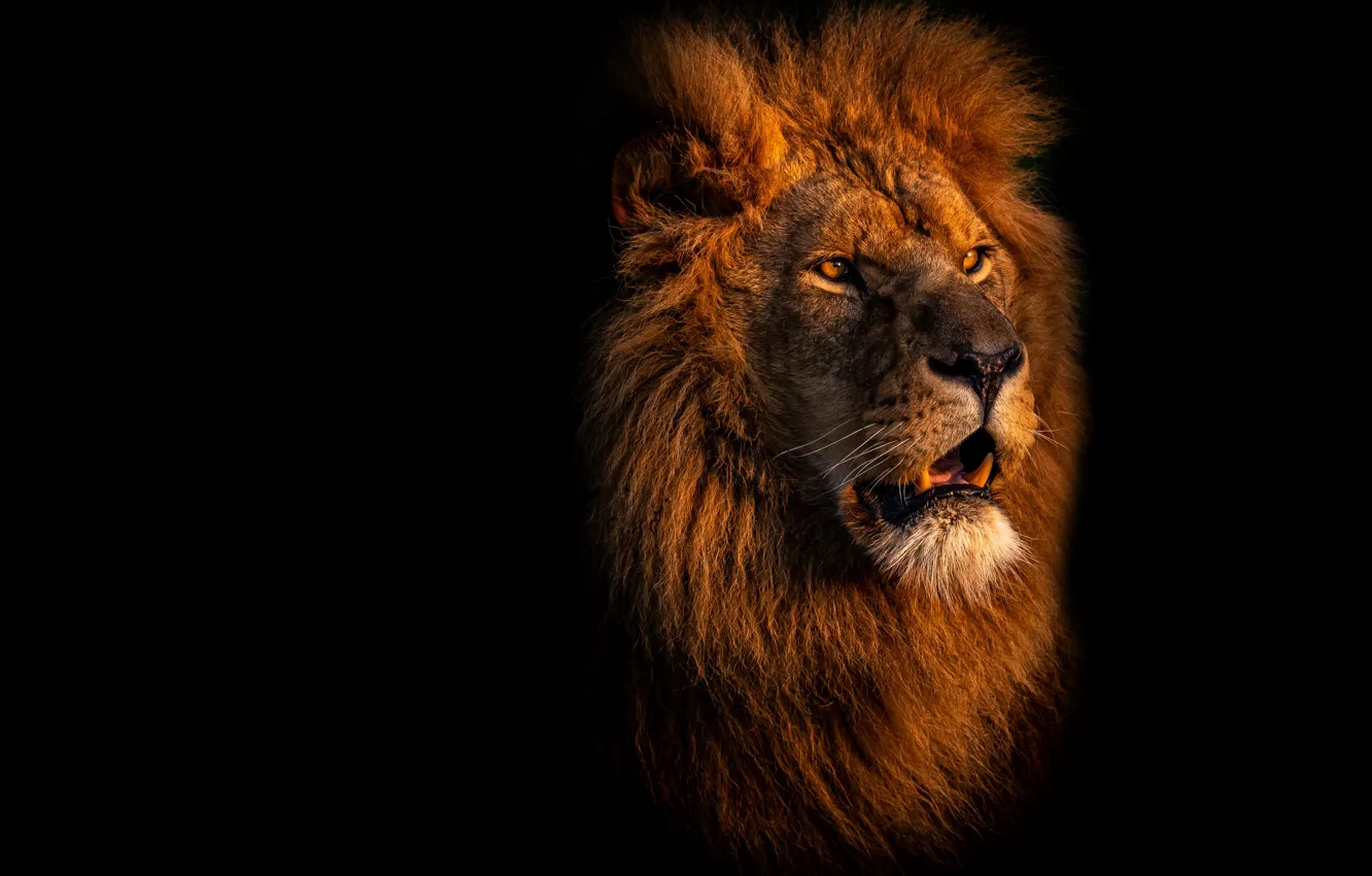 Photo wallpaper look, face, portrait, Leo, mouth, mane, black background