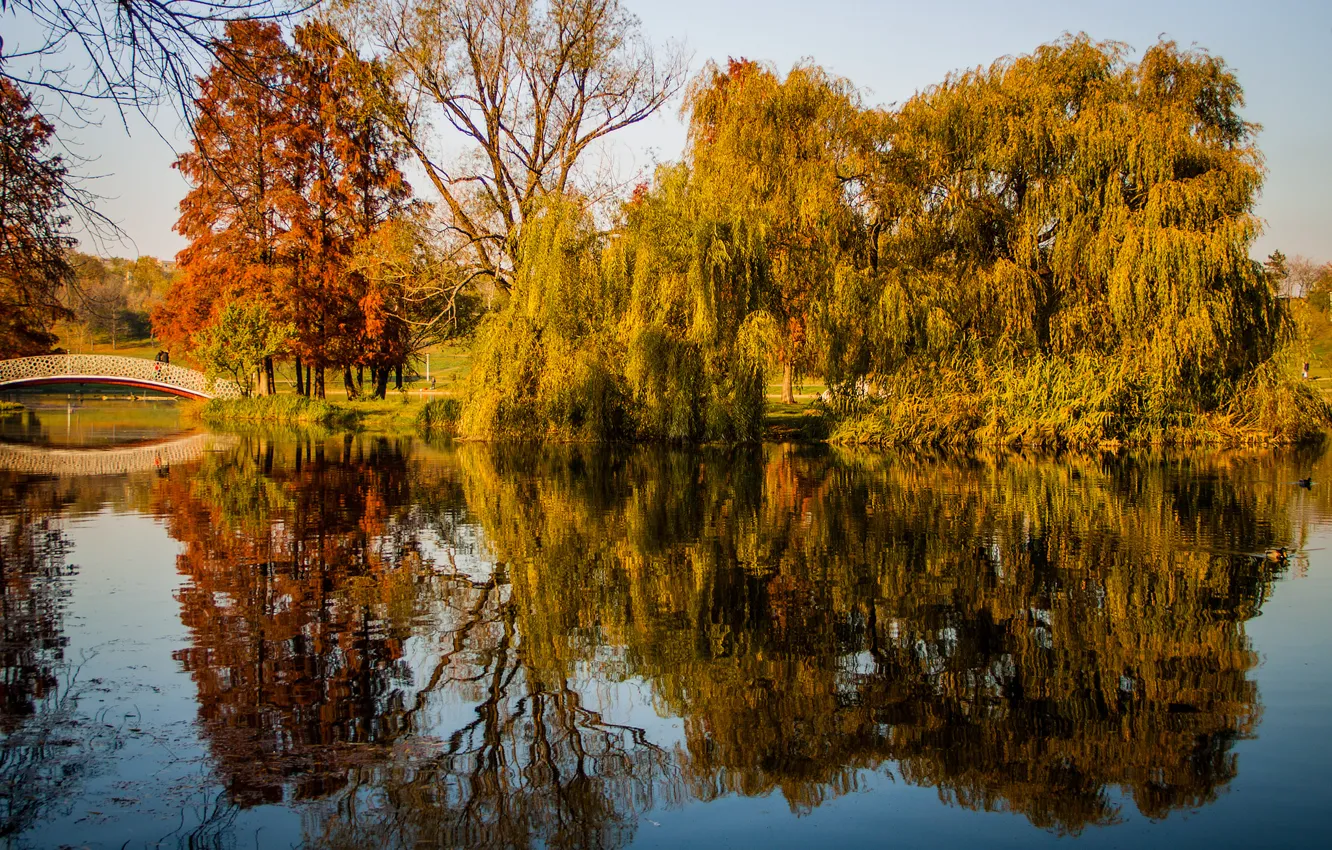 Photo wallpaper autumn, trees, pond, Park