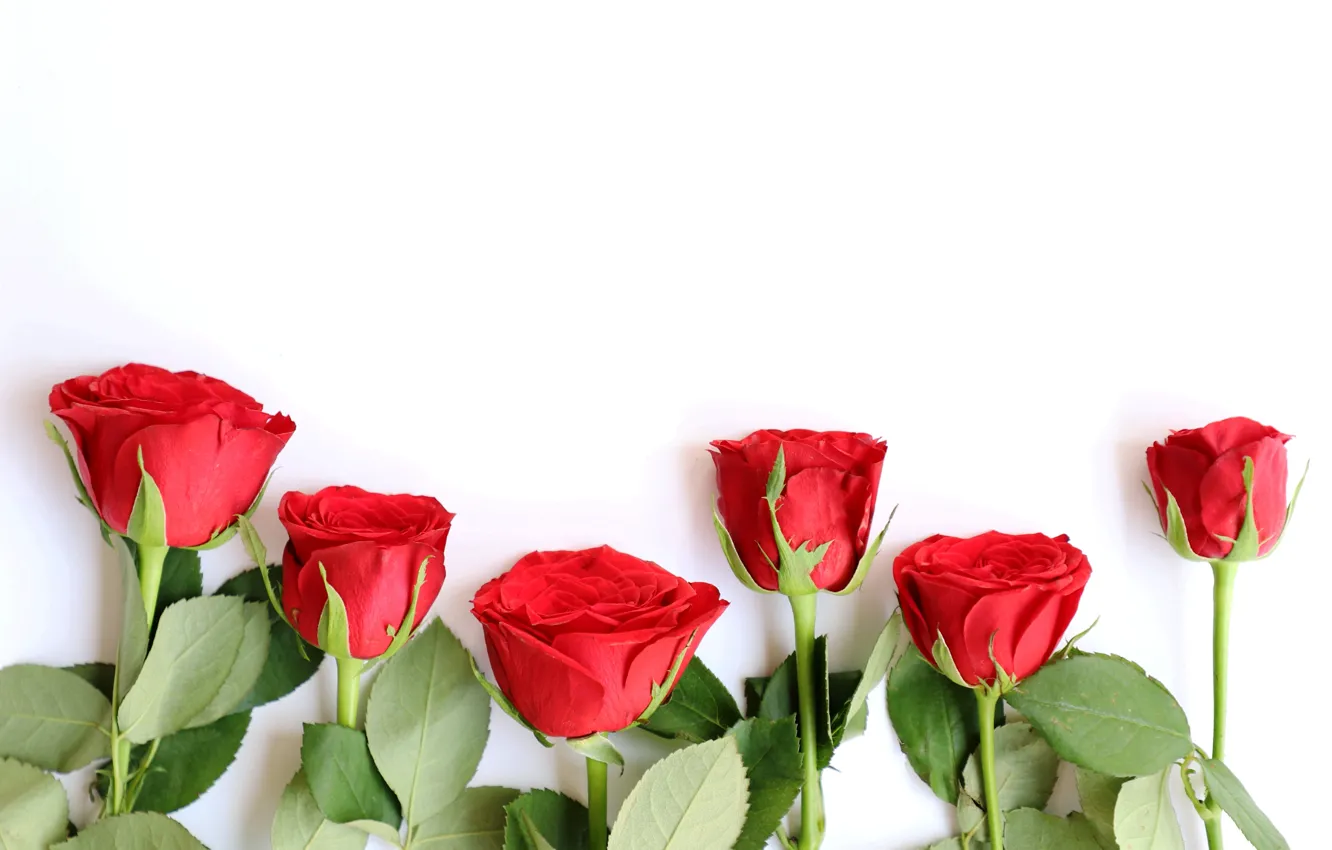 Photo wallpaper flowers, red, roses, bouquet, red, wood, flowers, romantic