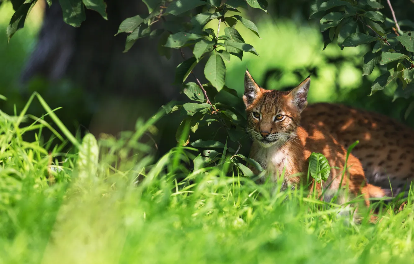 Photo wallpaper bokeh, lynx, light, nature, grass, face, green background