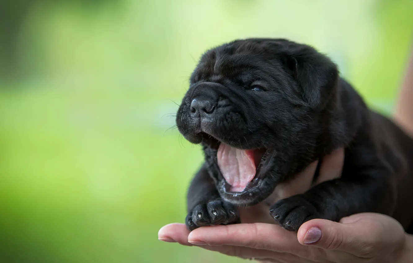 Photo wallpaper language, hand, puppy, yawns, baby