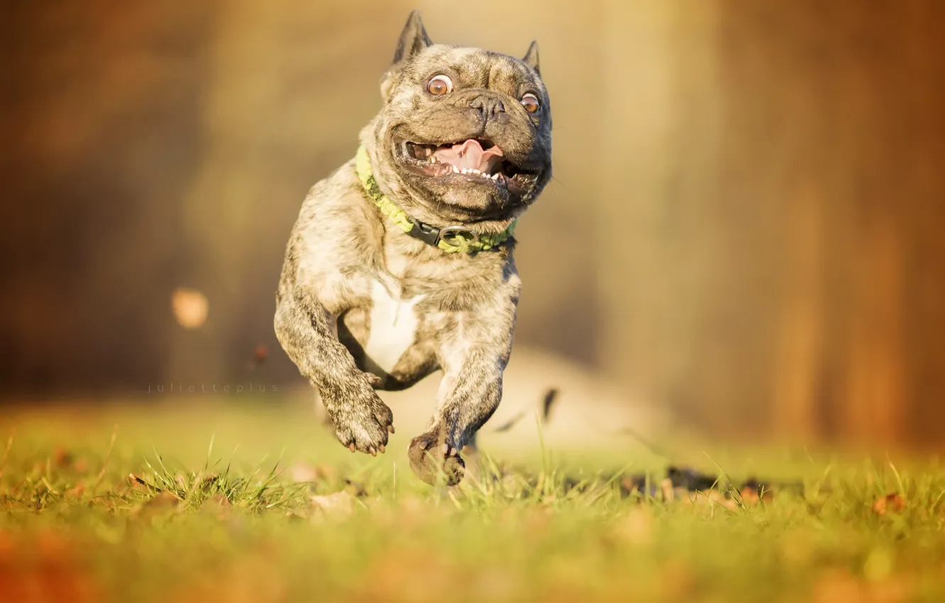 Photo wallpaper look, dog, running, French bulldog