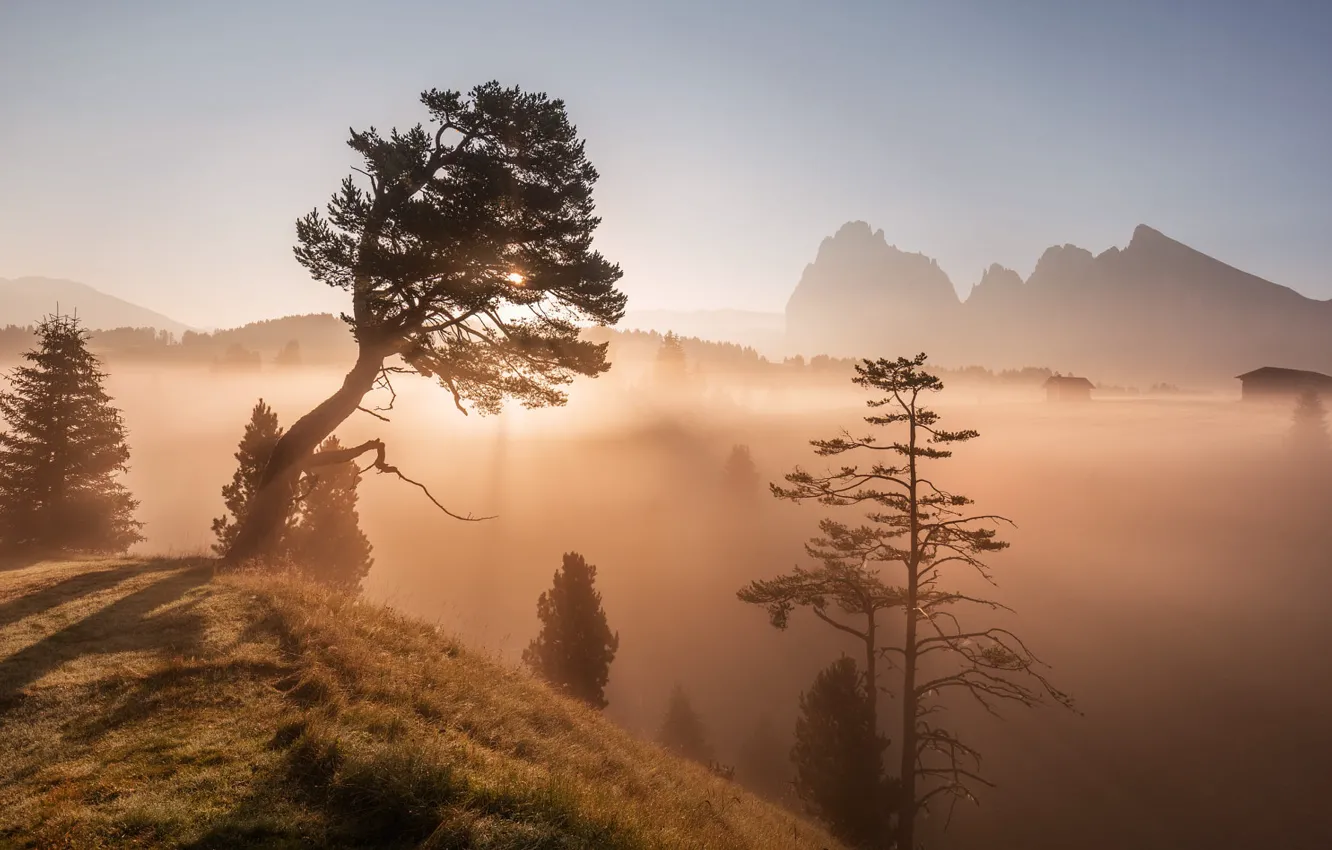 Photo wallpaper mountains, fog, morning, pine