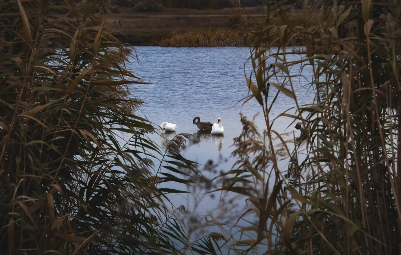 Photo wallpaper river, village, swans