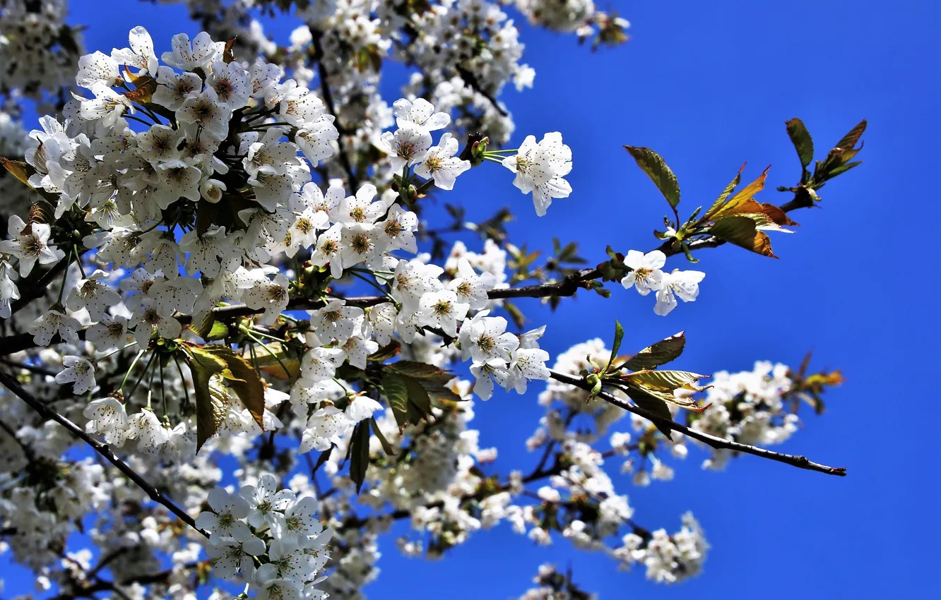 Photo wallpaper tree, Spring, flowering