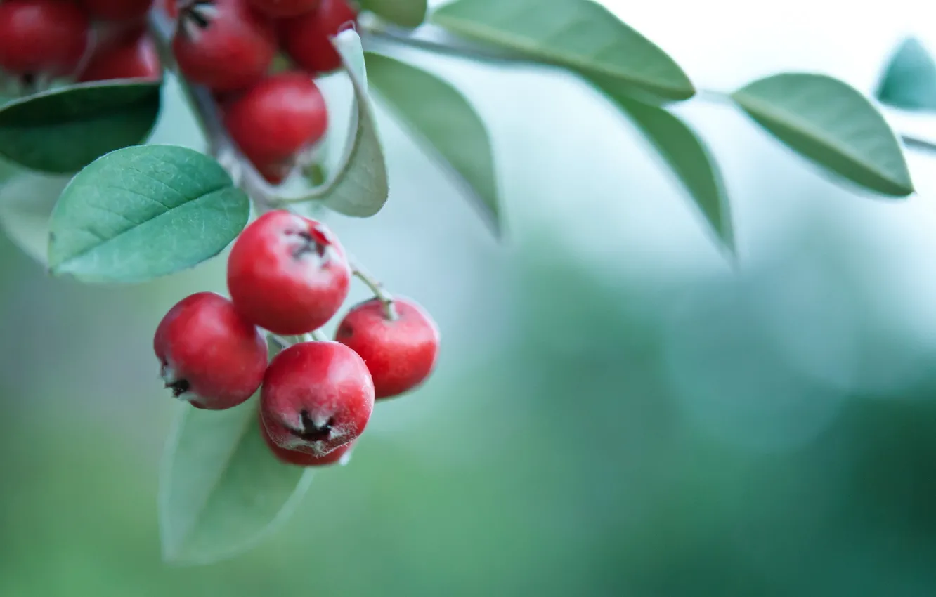 Photo wallpaper leaves, branches, red, berries, background