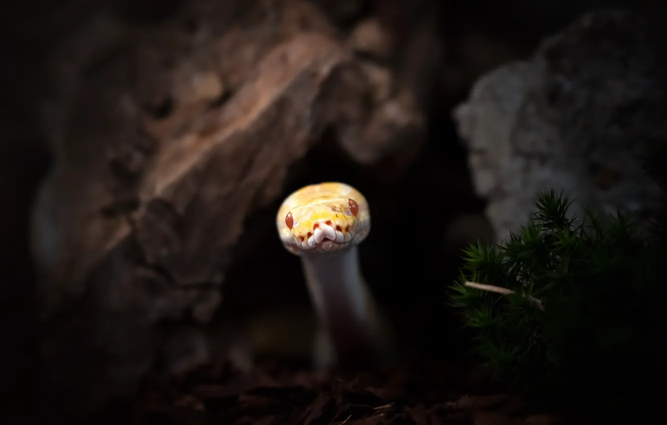 Photo wallpaper nature, background, snake