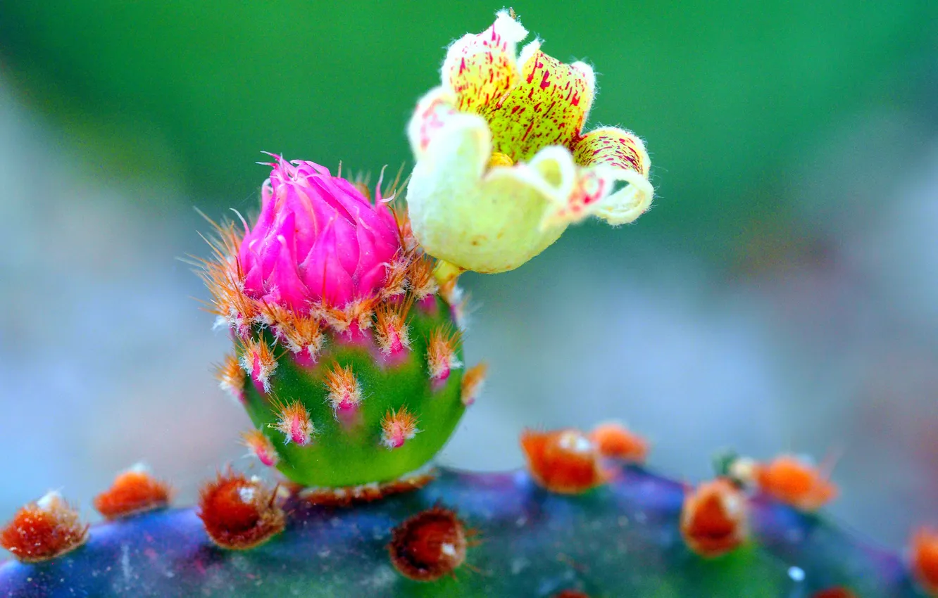 Photo wallpaper flowers, nature, plant, petals, cactus