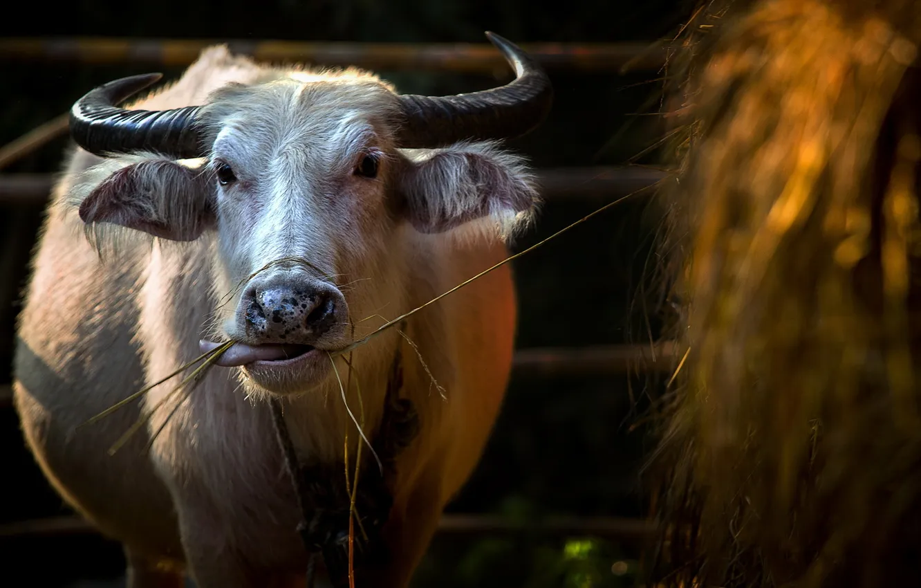 Photo wallpaper background, cows, hay