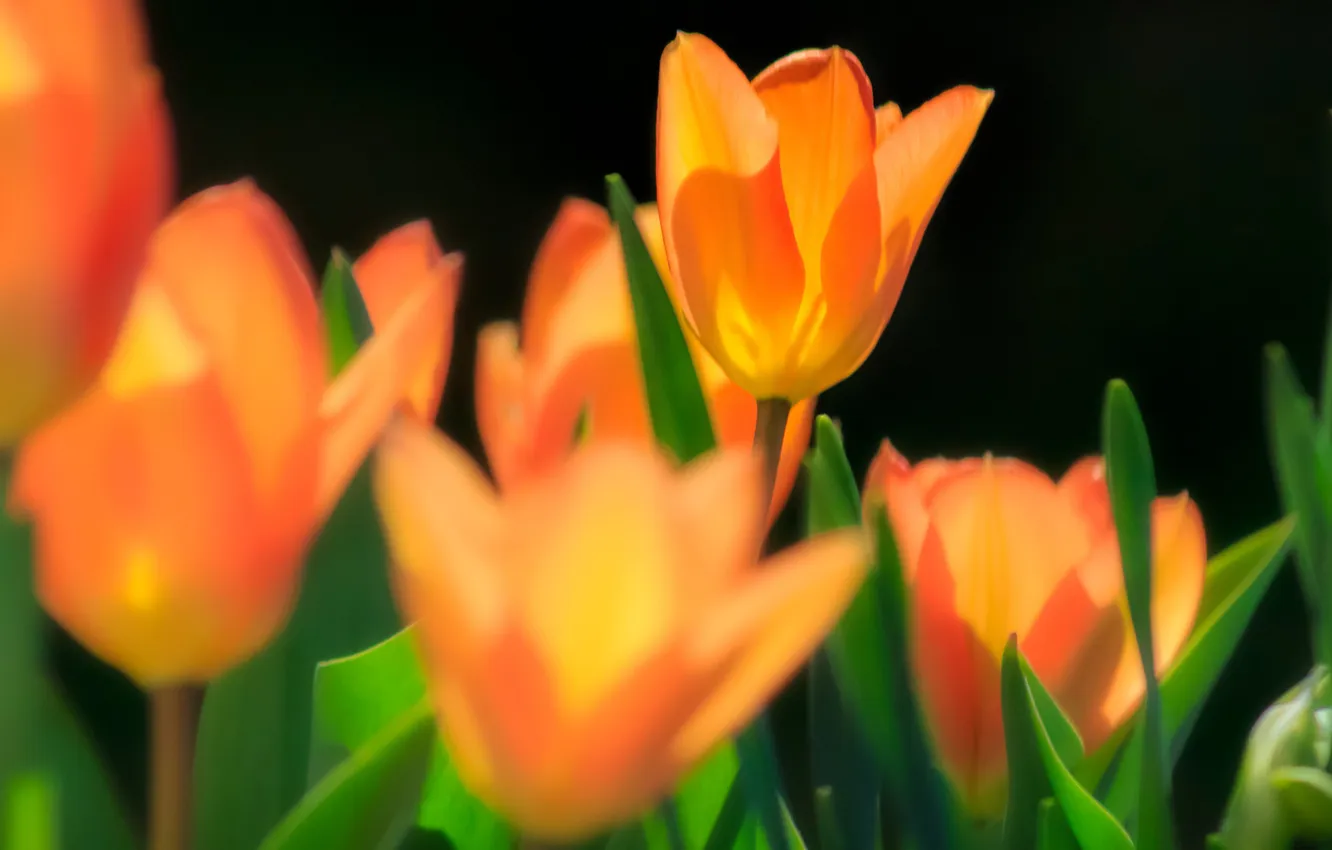 Photo wallpaper macro, flowers, yellow, spring, tulips