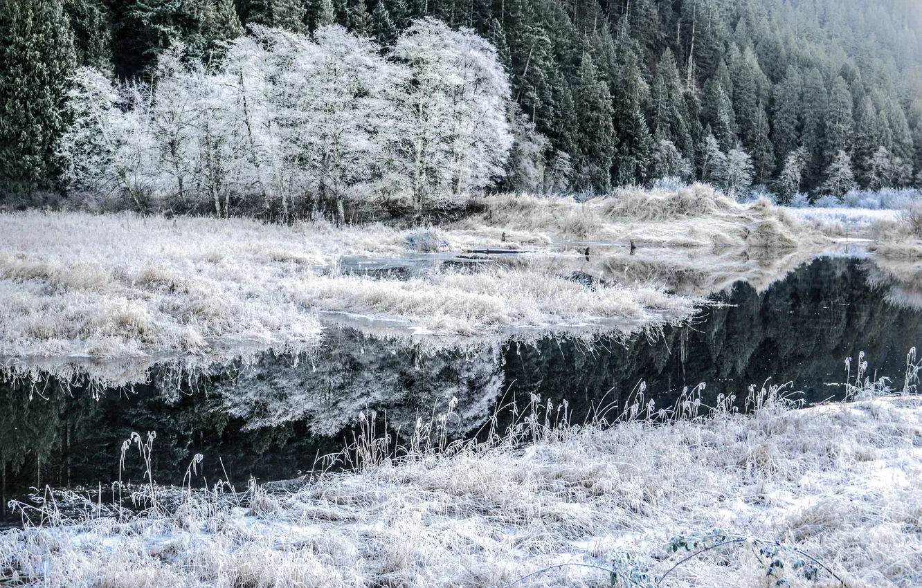 Photo wallpaper winter, frost, trees, river