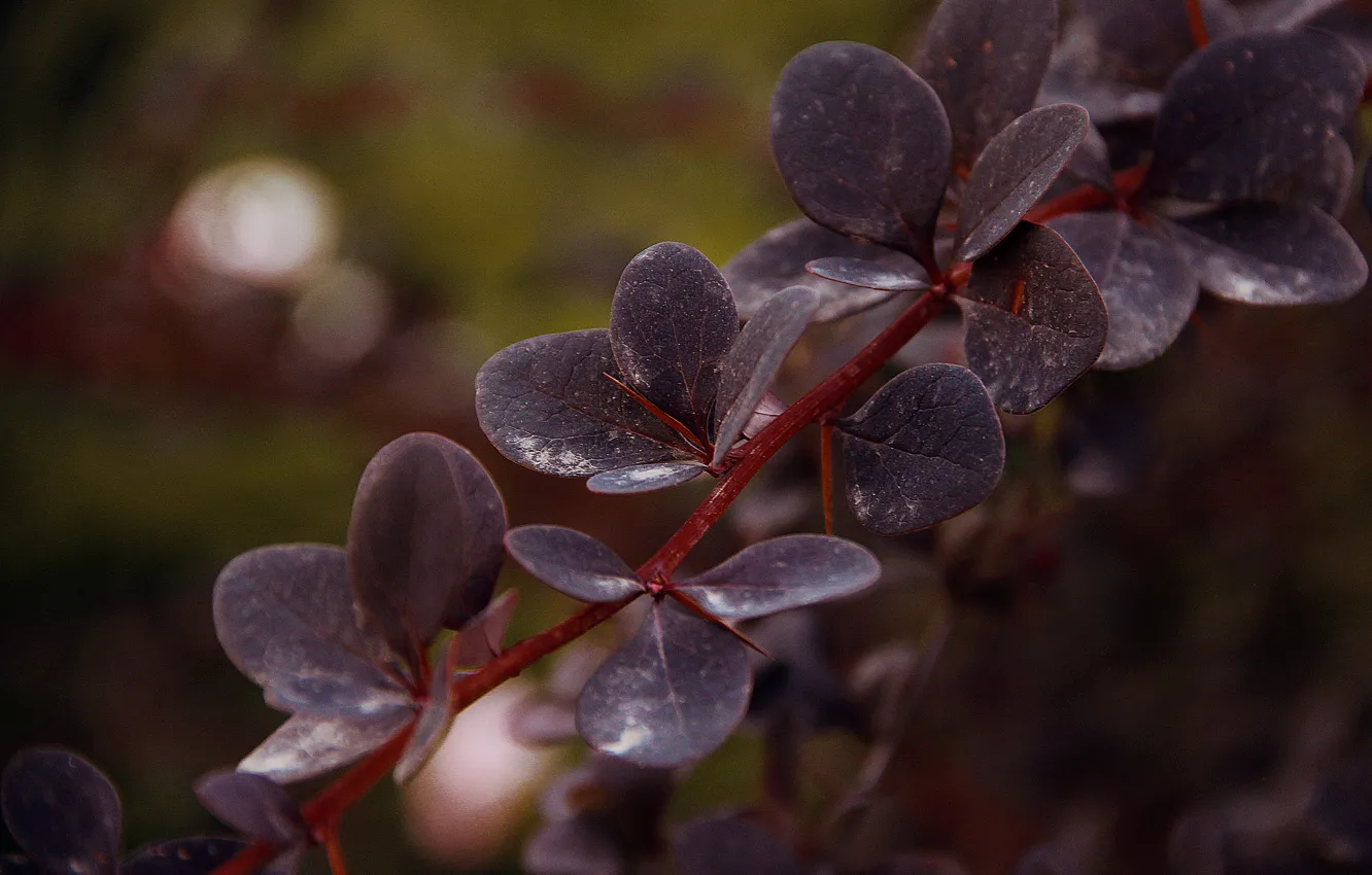 Photo wallpaper leaves, Bush, branch, the evening, Barberry