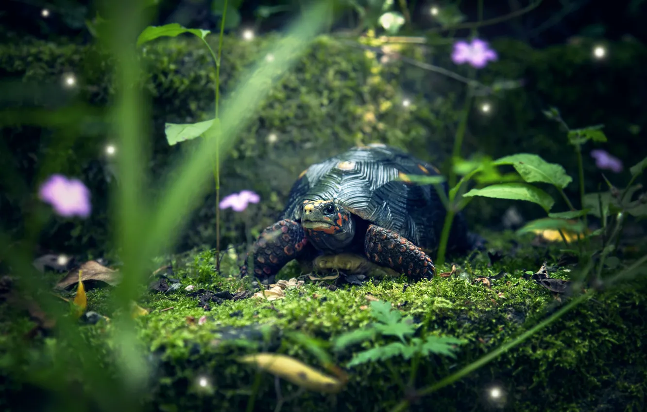 Photo wallpaper greens, summer, grass, look, leaves, glade, moss, turtle