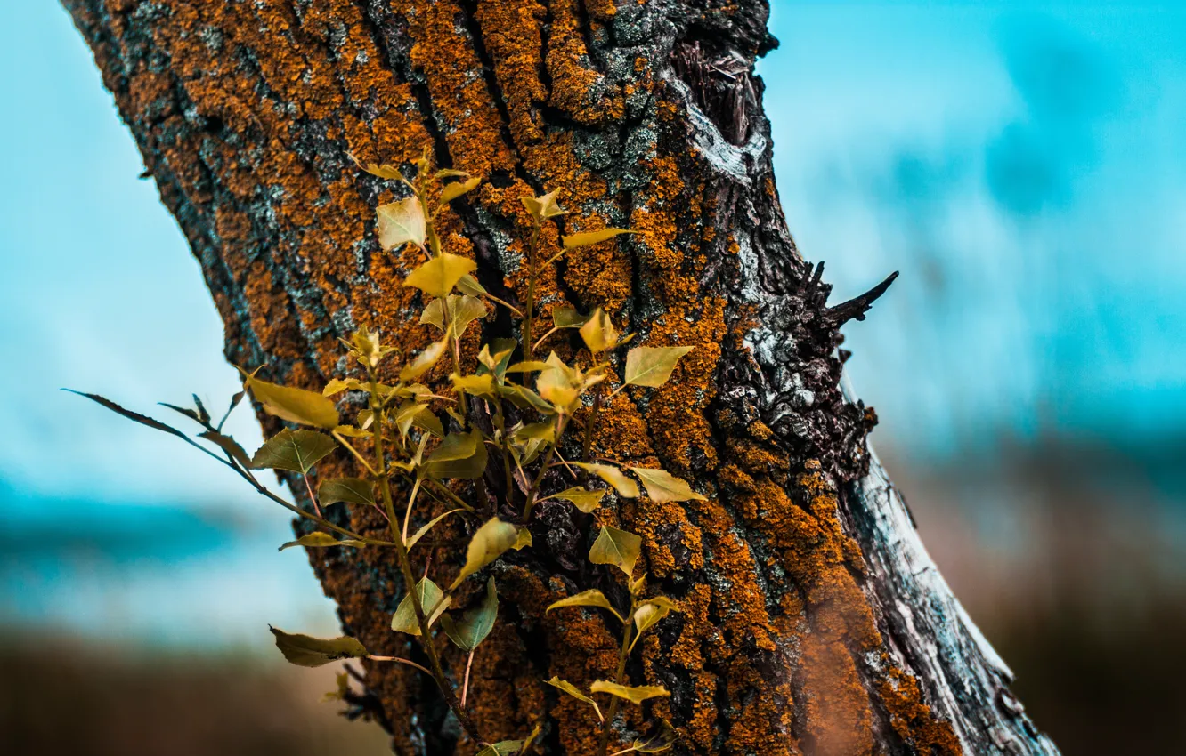 Photo wallpaper the sky, leaves, trees, blue, nature, moss