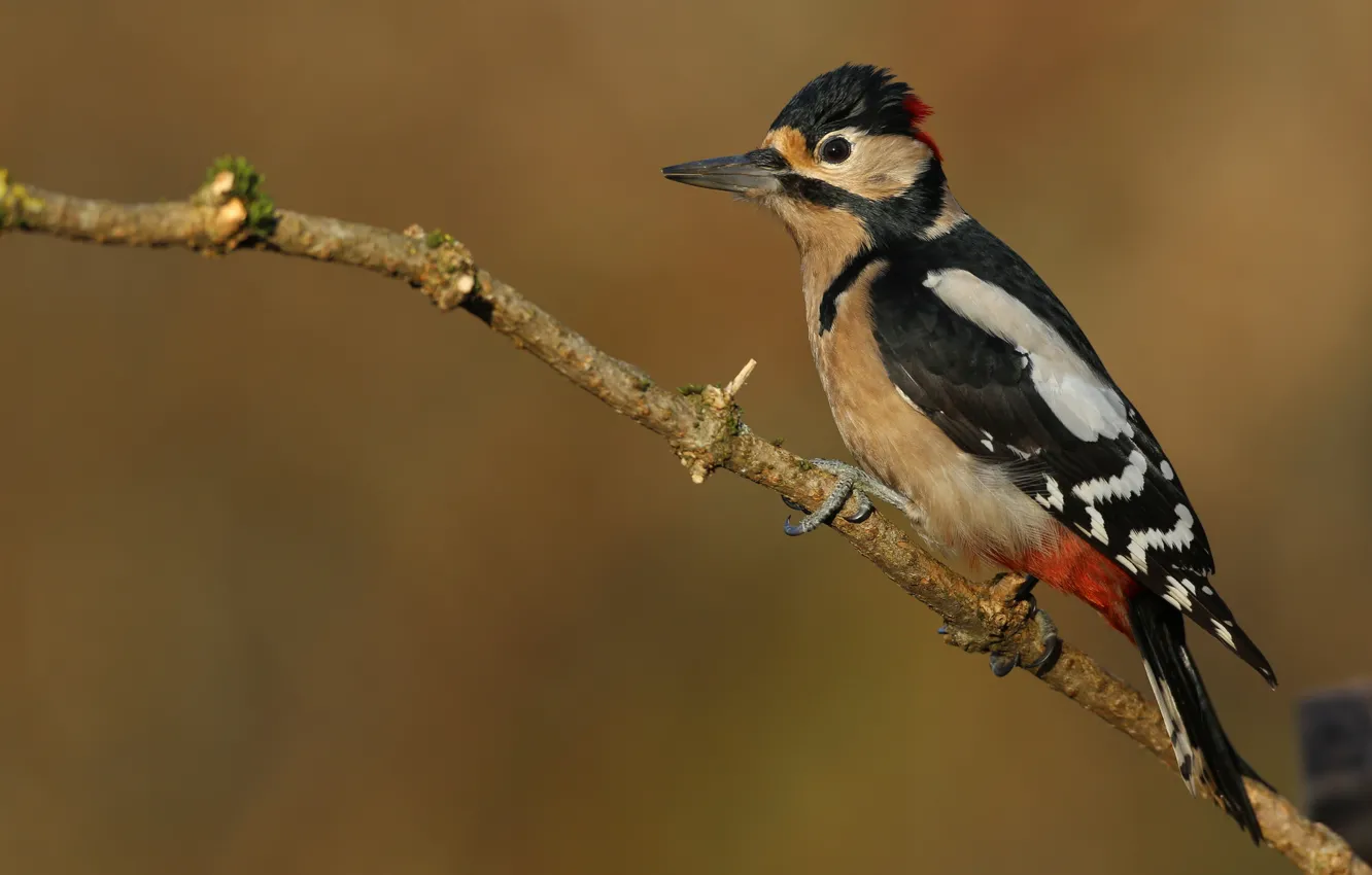 Photo wallpaper background, bird, woodpecker