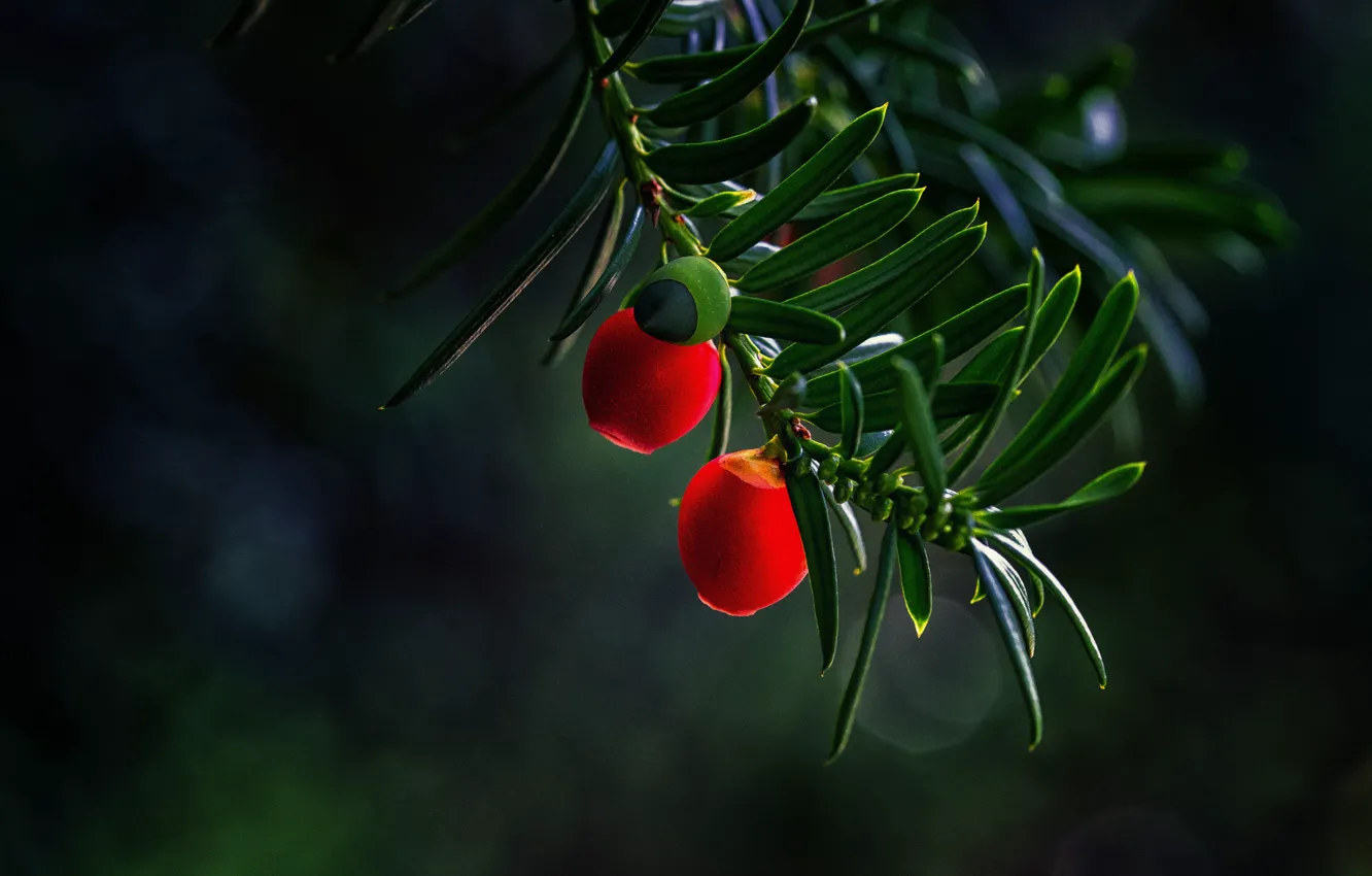 Photo wallpaper leaves, berries, the dark background, branch, fruit, red, bokeh, yew