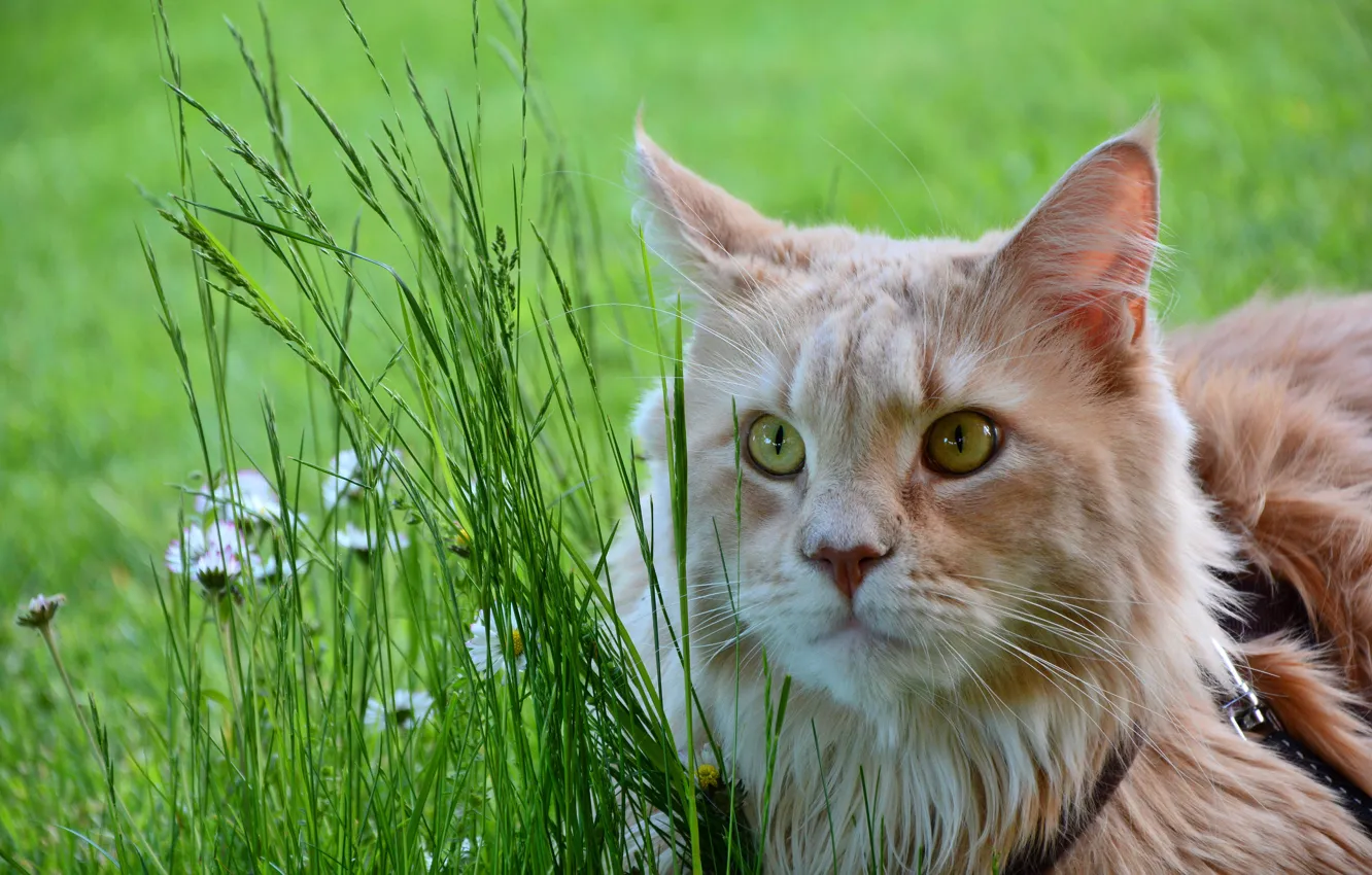 Photo wallpaper cat, grass, cat, look, face, flowers, glade, portrait