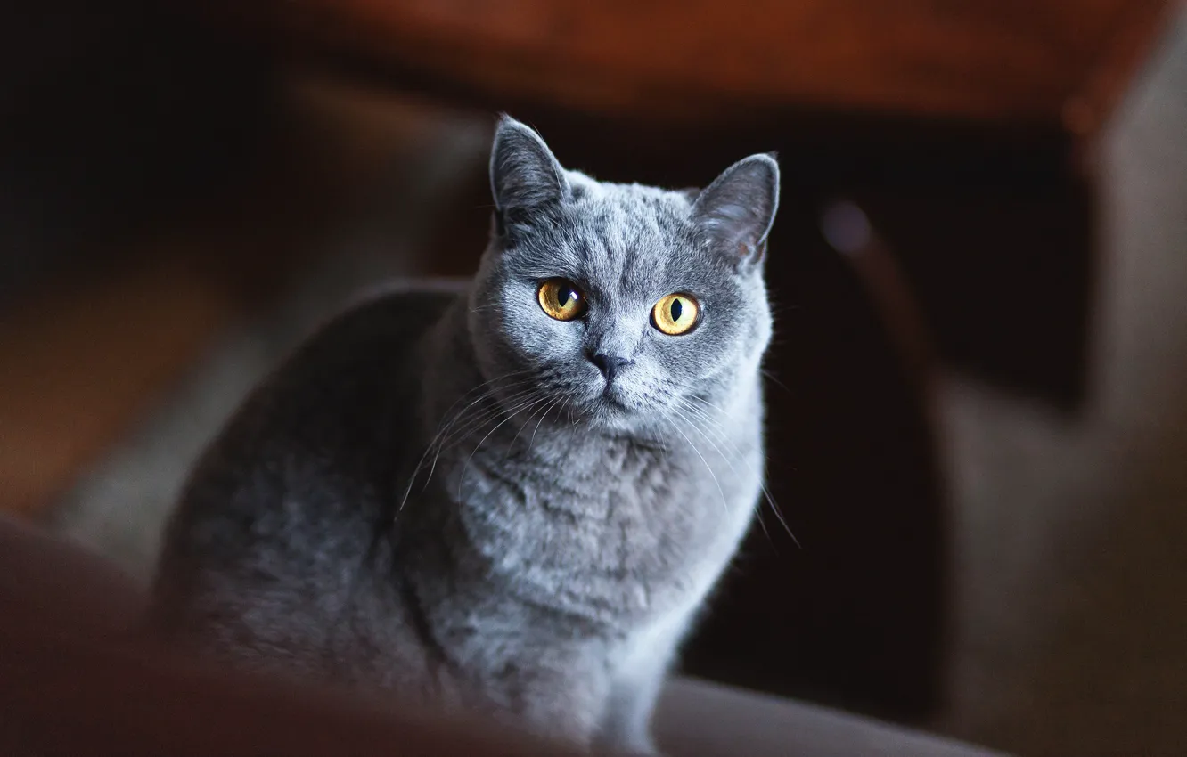 Photo wallpaper cat, cat, look, face, the dark background, grey, portrait, grey