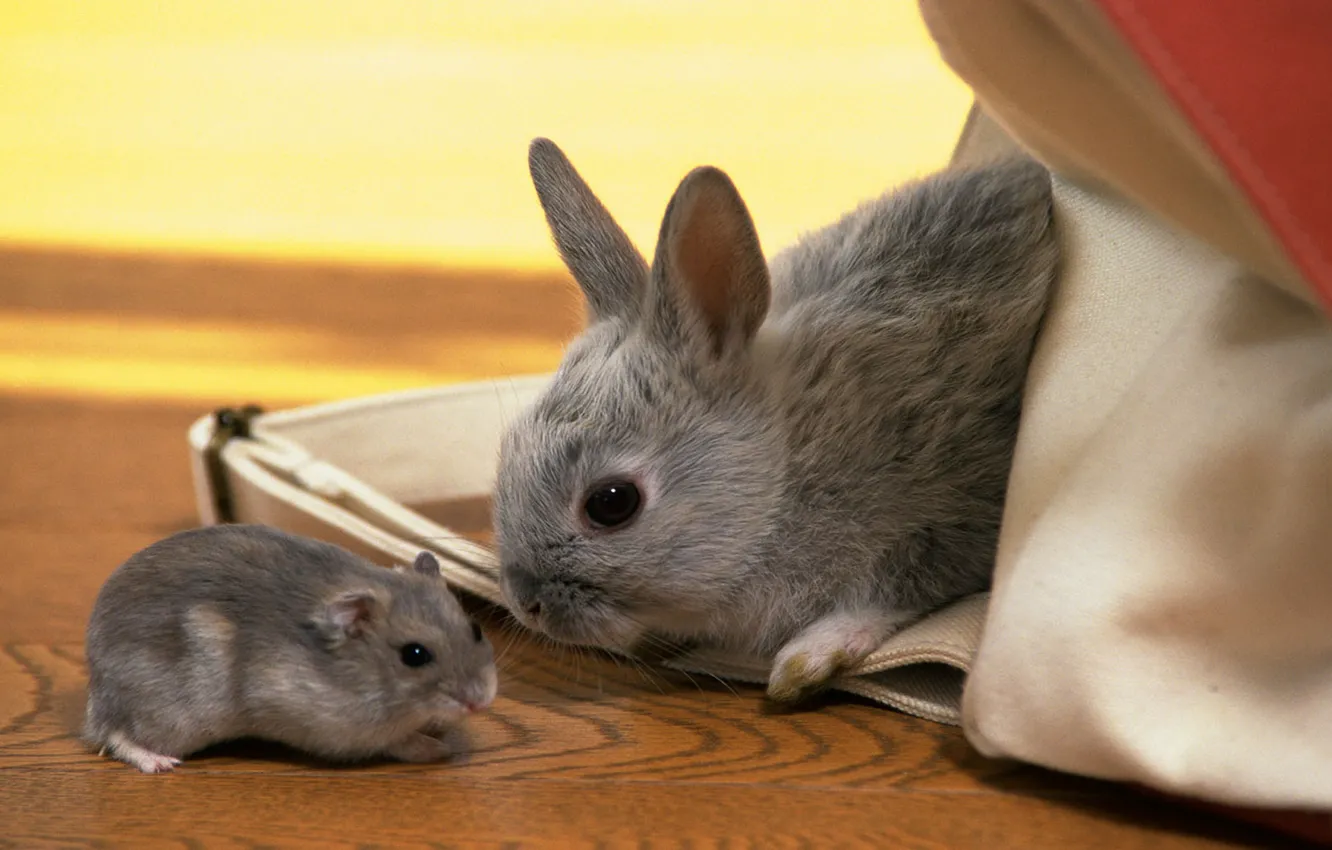 Photo wallpaper hamster, rabbit, kids, grey