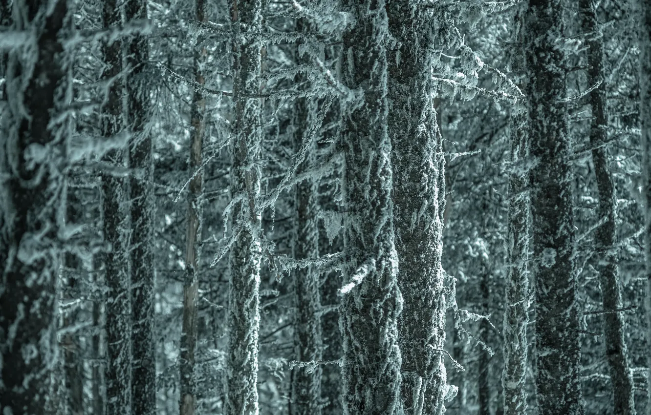 Photo wallpaper forest, trees, branches