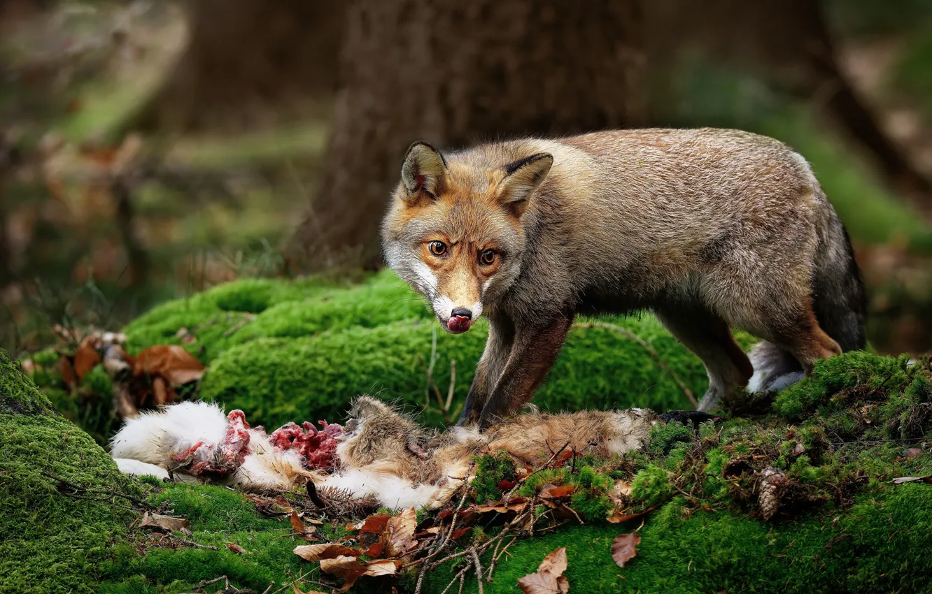 Photo wallpaper forest, language, trees, nature, moss, predator, Fox, wildlife