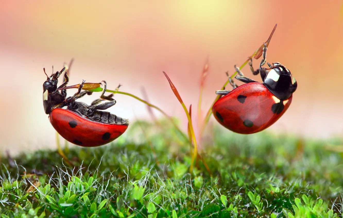 Photo wallpaper macro, light, background, two, ladybug, moss, beetle, a couple