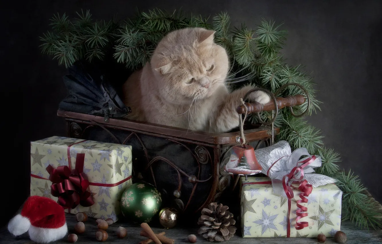 Photo wallpaper cat, gifts, Merry Christmas, with the holiday