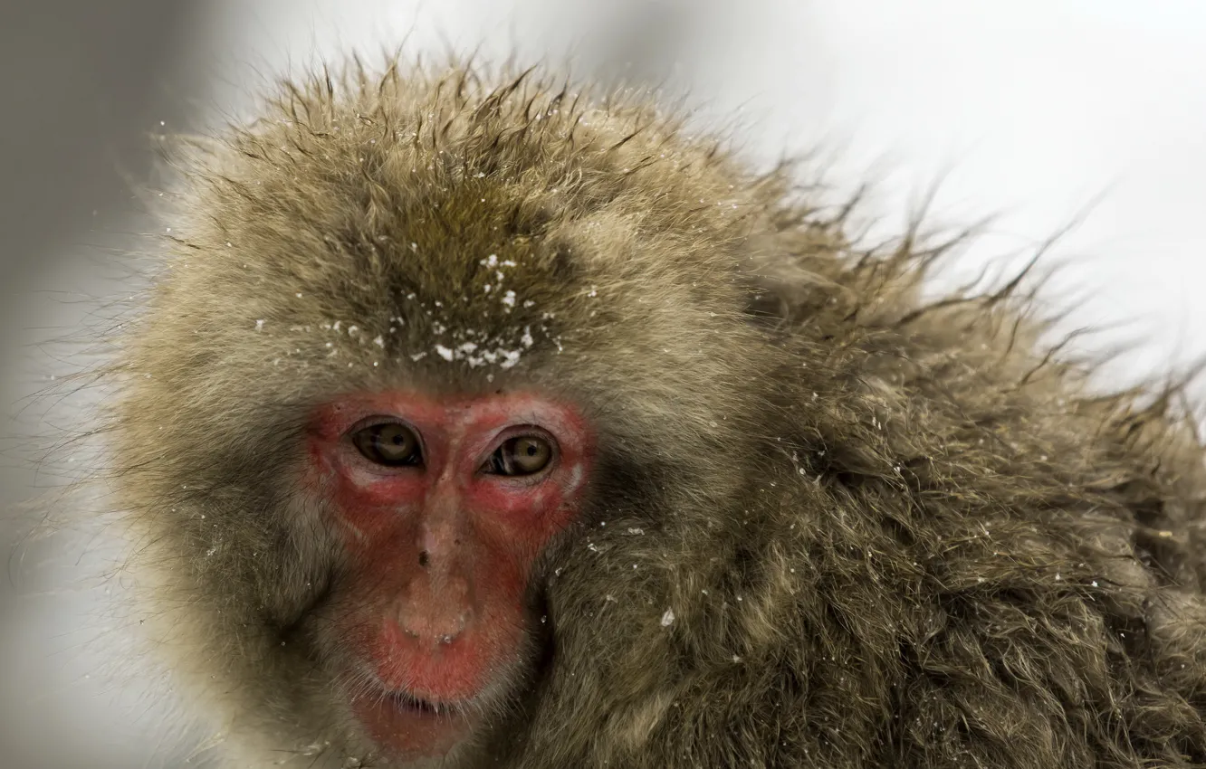 Photo wallpaper face, wool, Japanese macaques