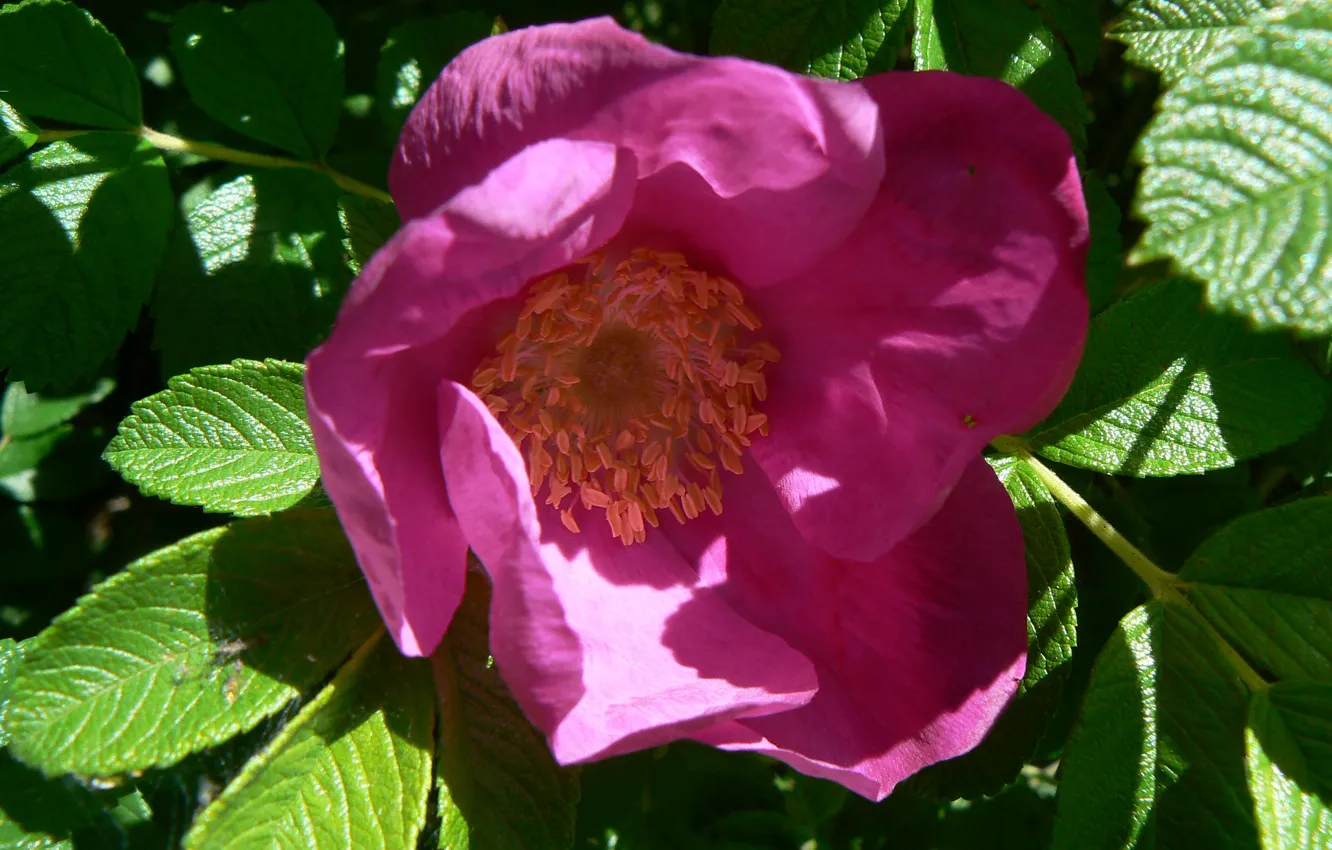 Photo wallpaper macro, flowers, nature, my photo