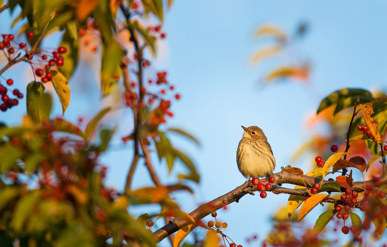 Photo wallpaper trees, branches, bird, Warbler