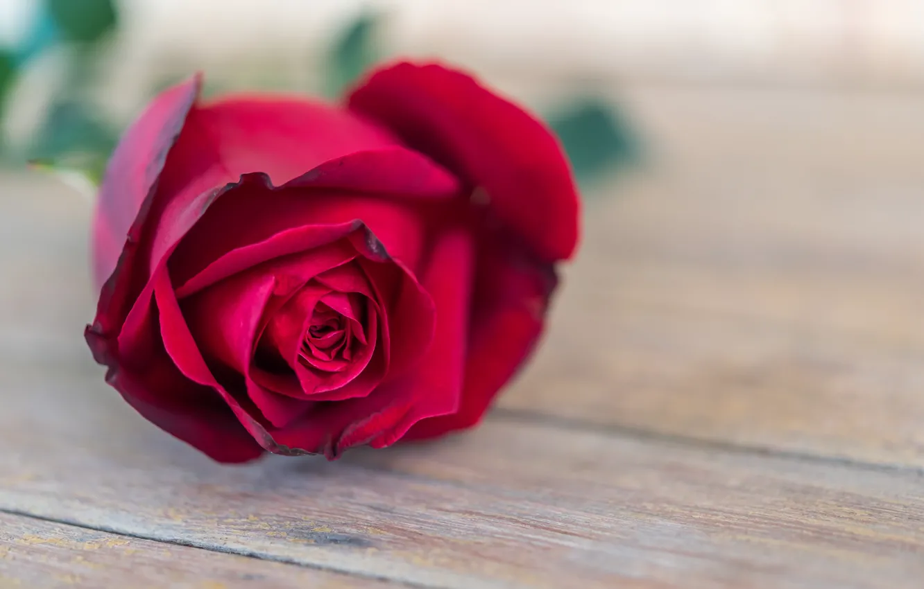 Photo wallpaper flower, roses, Bud, red, rose, red rose, flower, wood