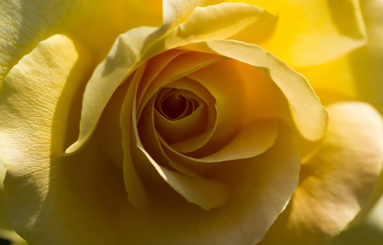 Photo wallpaper macro, yellow, roses