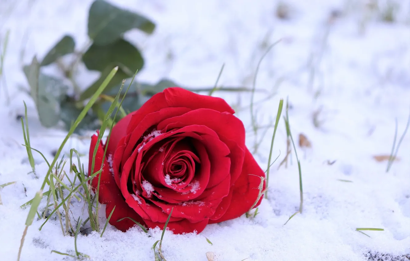 Photo wallpaper snow, rose, weed, red rose