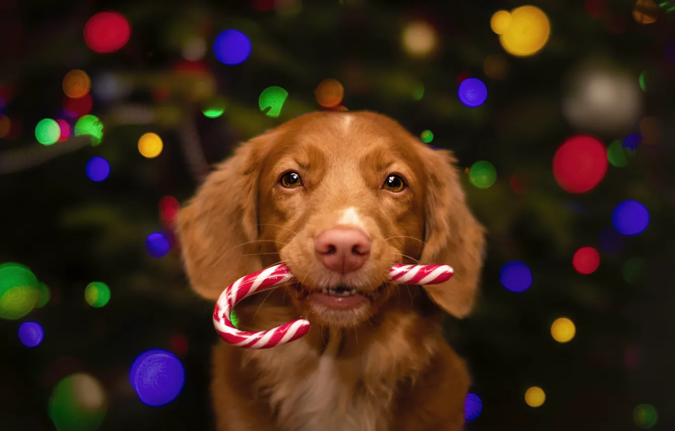Photo wallpaper look, lights, pose, the dark background, dog, red, Christmas, puppy