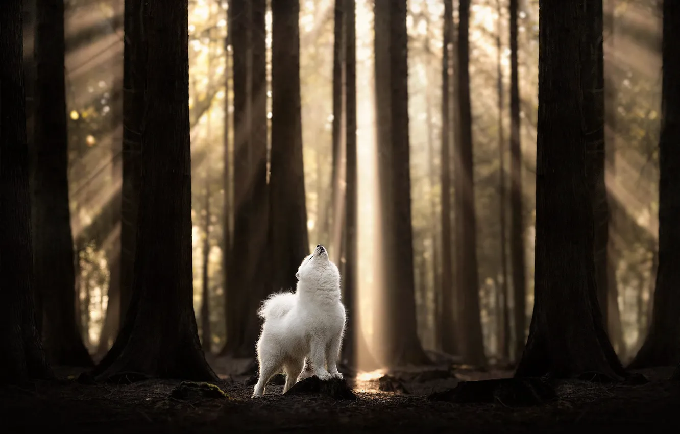 Photo wallpaper forest, white, the sun, rays, light, trees, nature, pose