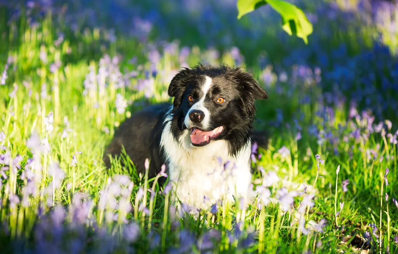 Wallpaper language, grass, light, flowers, glade, dog images for