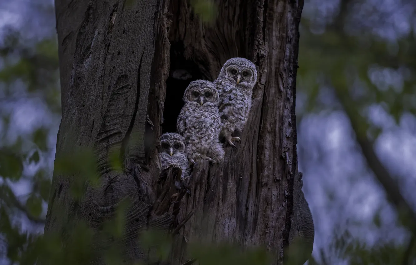 Photo wallpaper forest, look, trees, nature, owl, bird, bark, twilight