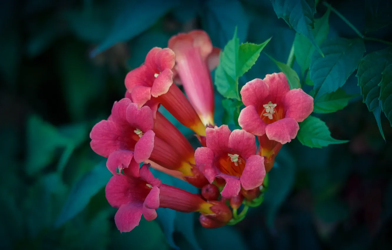Photo wallpaper leaves, flowers, pink, campsis