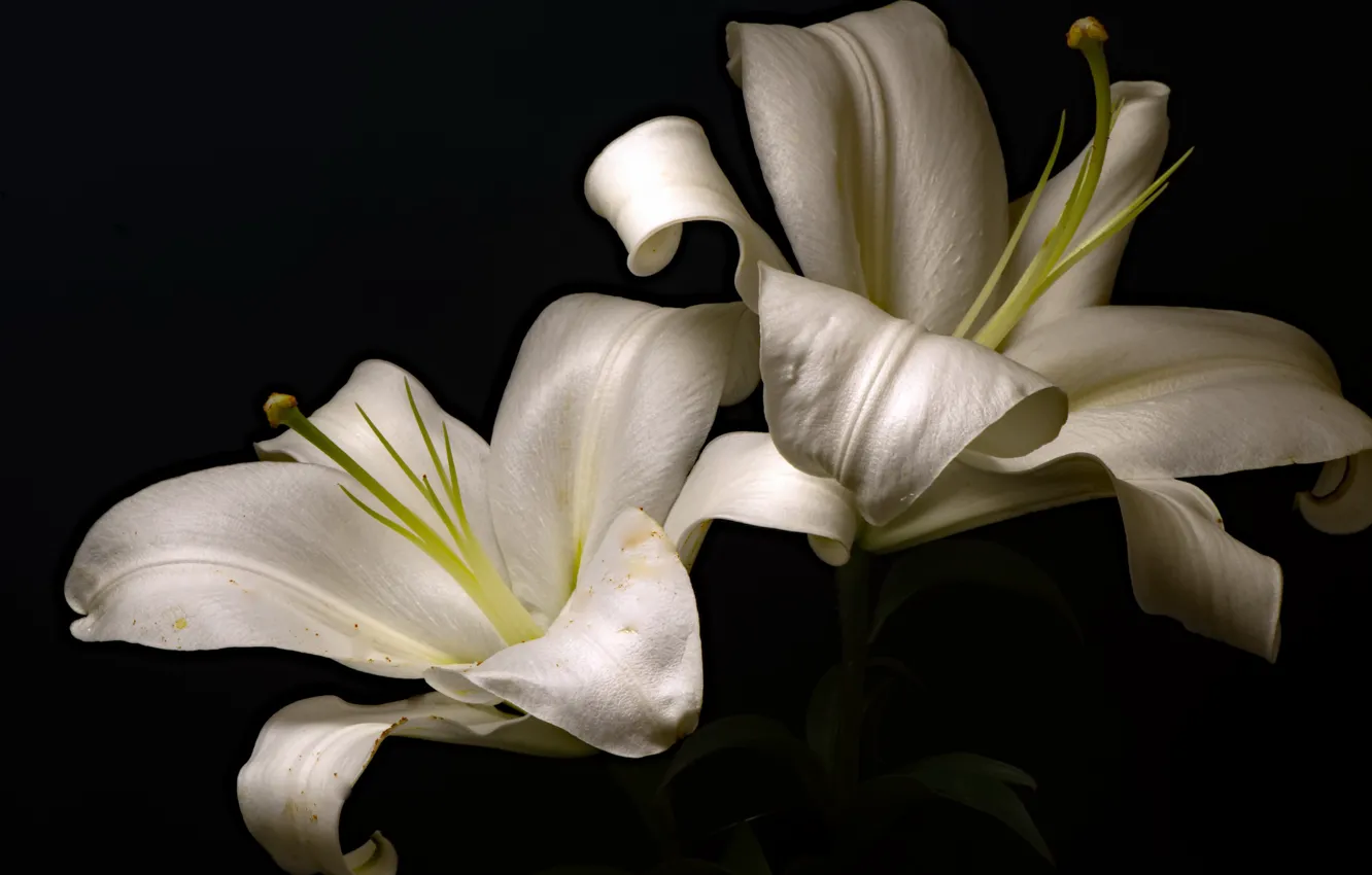 Photo wallpaper flowers, background, Lily